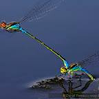 Dragonflies by Daniel Petrescu