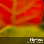 Flowers by Daniel Petrescu
