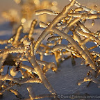 Winter 2009 by Daniel Petrescu