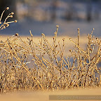 Winter 2009 by Daniel Petrescu