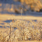 Winter 2009 by Daniel Petrescu