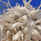 Winter 2009 by Daniel Petrescu