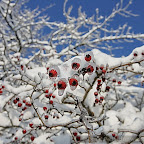 Winter 2009 by Daniel Petrescu
