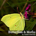 Butterflies and moths by Daniel Petrescu