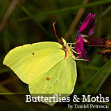 Butterflies and moths by Daniel Petrescu