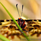 Butterflies and moths by Daniel Petrescu