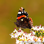 Butterflies and moths by Daniel Petrescu