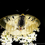 Butterflies and moths by Daniel Petrescu
