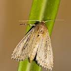 Butterflies and moths by Daniel Petrescu
