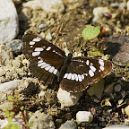 Butterflies and moths by Daniel Petrescu