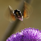 Butterflies and moths by Daniel Petrescu