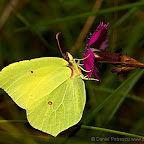 Butterflies and moths by Daniel Petrescu