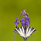 Butterflies and moths by Daniel Petrescu