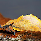 Butterflies and moths by Daniel Petrescu