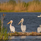 Canon Eos 7D pictures