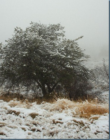 Fog&Snow 371x480 Fog&Snow 371x480