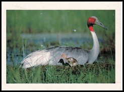 image0-1