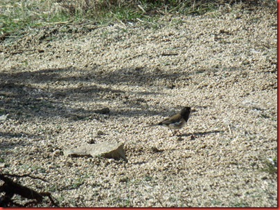 pics 042