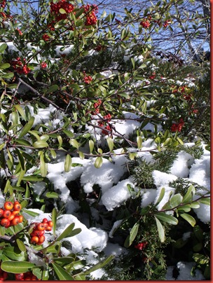 snowday 029