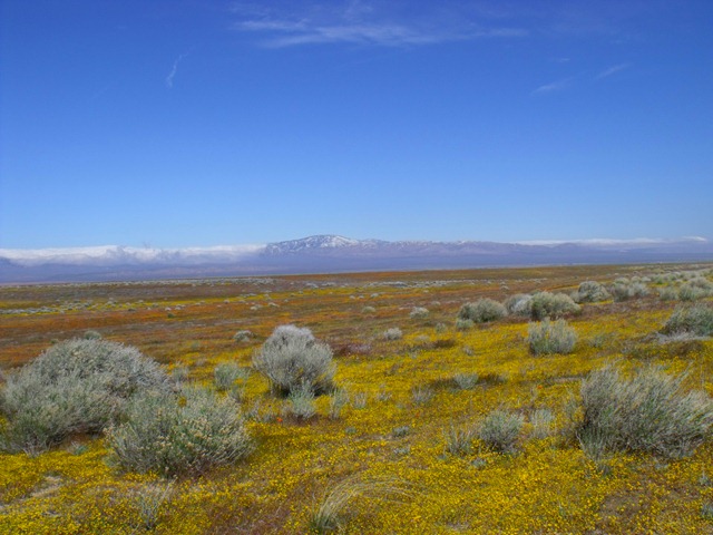 [field 005[4].jpg]