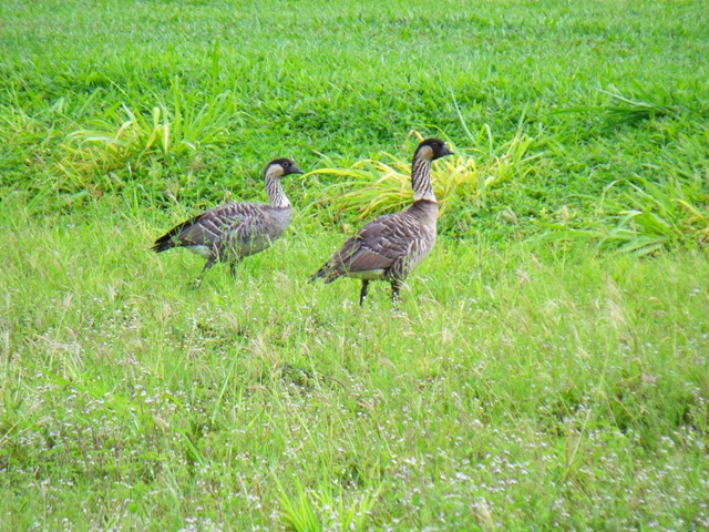 [kauai-0224.jpg]