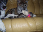 Onze Honden Slideshow