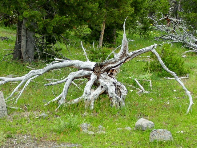 [Antlertree12.jpg]