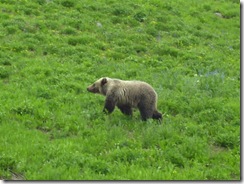 bear 3