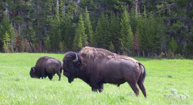 [Bison25.jpg]