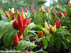 Ù�Ù„Ù�Ù„ Ø²ÛŒÙ†ØªÛŒ flower
