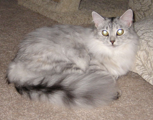 Pendraig Siberian's own Sophie a lovely and rare silver shaded torbie Siberian cat that resides with her beloved owners in California.  Pendraig specializes in silver Siberian cats as well as our beloved red.  Contact us today for a Silver Siberian of your very own!