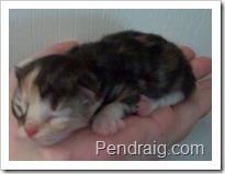 Image of silver torbie Siberian kitten from a Siberian Cattery.