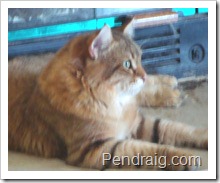 Image of Golden tabby Siberian Cat.