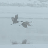 A thick fog shrouds a trio of sandhill cranes as they stand in shallow water where Trout Creek meets the Yellowstone River before two fly away.