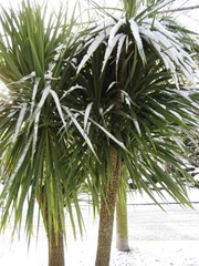 Frozen palms