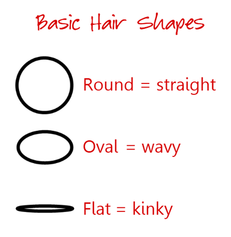 [hair follicle shapes[11].png]
