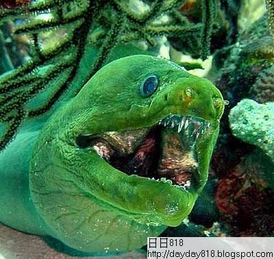 全球十大最恐怖 惡魔魚