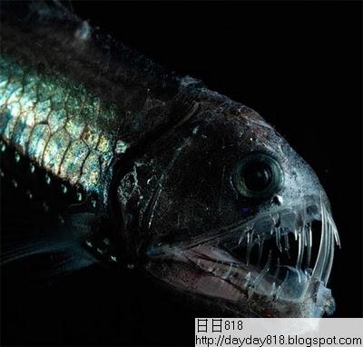 全球十大最恐怖 惡魔魚