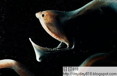 全球十大最恐怖 惡魔魚
