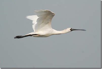 Black-Faced Spoonb