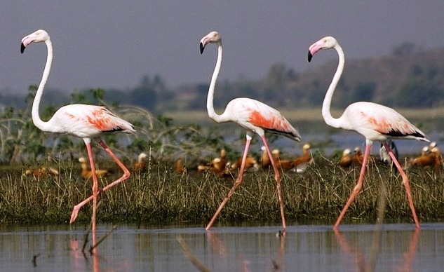 [greater flamingo[5].jpg]