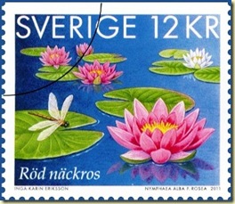 water lily