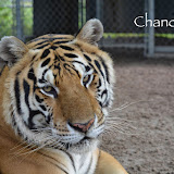 Tigers