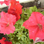 Petunia
