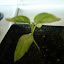 Peppers