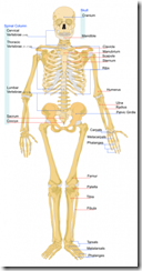 310px-human_skeleton_frontsvg