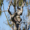 Pollarded sycamore