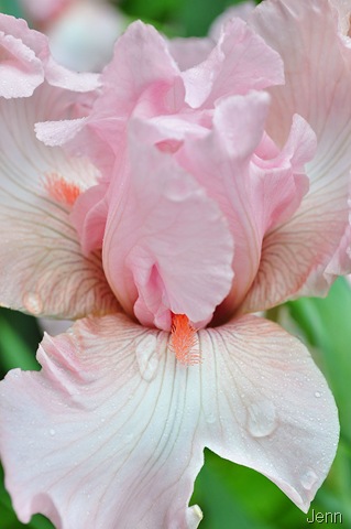[pink iris[3].jpg]