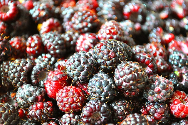 [black raspberries-1[3].jpg]