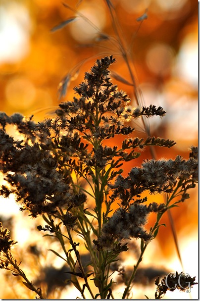 golden mustard weed-1